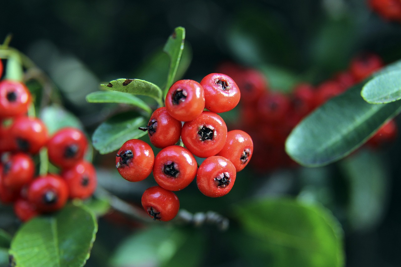 云南玉昆 云南玉昆